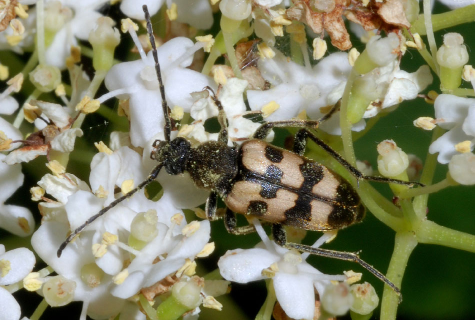 Cerambycidae da confermare: Pachytodes erraticus erraticus